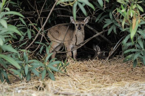 Venado