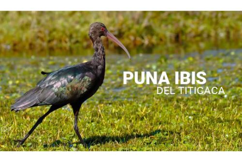 En la reserva nacional del Titicaca viven más de 40 especies de aves, entre residentes y migratorias.