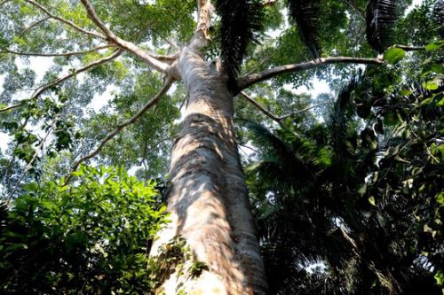 El Sernanp promueve el aprovechamiento sostenible de los recursos naturales como los castañales y el paisaje.