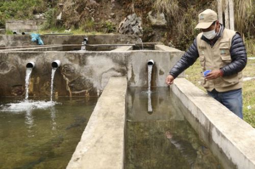 La piscicultura ayudará a que centenares de familias puneñas mejoren su economía, ya que la trucha es un producto sostenible y natural.