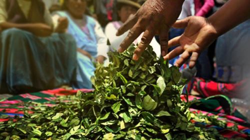 Al 2019 cerca de seis millones de peruanos consumieron 11.712 toneladas hoja de coca.
