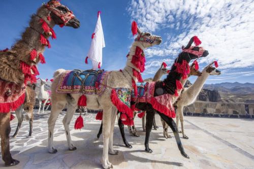 La llamas viajeras de Callalli lucen ataviadas con vestimentas especiales como ponchos.