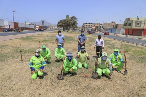 La meta es sembrar 50,000 árboles hasta diciembre, tanto en la avenida José Pardo como en las avenidas Industrial y Camino Real, y en los parques de pueblos jóvenes.