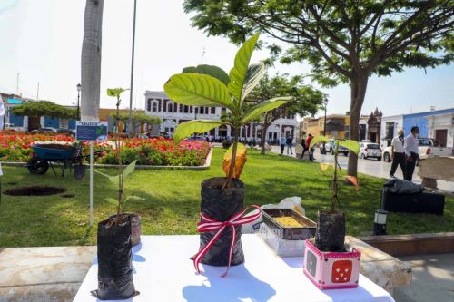 La comunidad científica estudia, en los últimos tiempos, otras propiedades que pudiera tener el árbol de la quina.