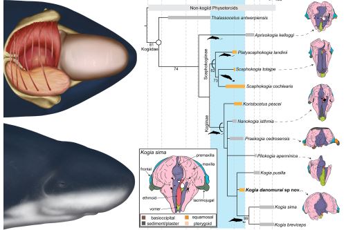 Reconstrucción y evolución de cráneos de cachalotes. Imagen: ANDINA/Cortesía Aldo Benites-Palomino.