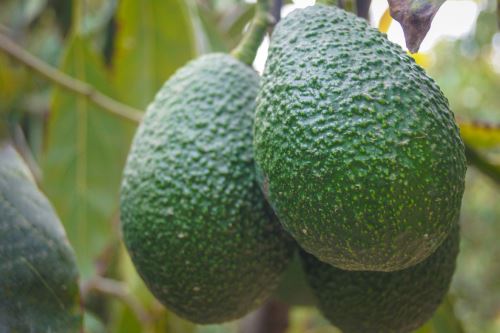 Agro Rural fortalece el uso adecuado y la comercialización del guano de las islas en cultivos de paltos.