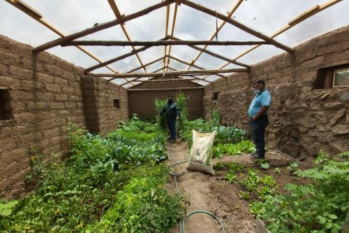 Ante bajas temperaturas, Agro Rural construirá 1,632 módulos de protección de cultivos o fitotoldos.