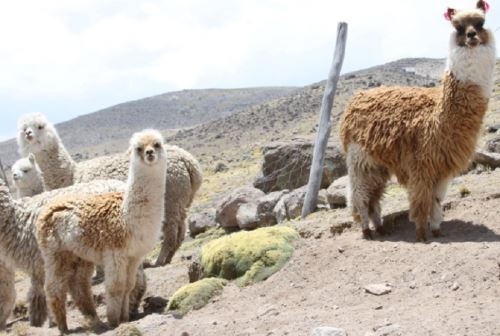 Clasificación de fibra de alpaca benefició a 800 familias y a diez maestras  alpaqueras en Puno - Noticias - Sierra y Selva Exportadora - Plataforma del  Estado Peruano