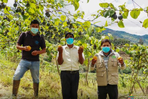 Agricultores de Chinchao reciben asistencia técnica en sus parcelas de producción.
