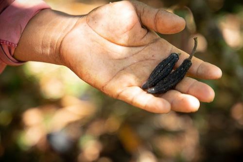 La mayor incidencia de las plagas y enfermedades se presentan en plantaciones con demasiada maleza, excesiva sombra o plantas con deficiencias nutricionales.