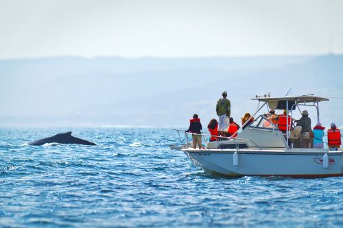 Avistamiento De Ballenas Conoce Lugares Ideales Para Disfrutar Del