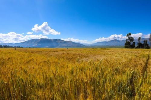 Los pequeños productores contar con elevados rendimientos de hasta 5,000 kilos por hectárea.