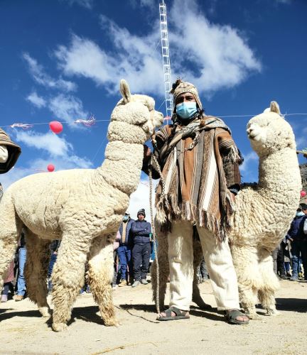 Orgullo peruano: la fibra de alpaca más fina del mundo está en poblado  puneño de Quelcaya, Noticias