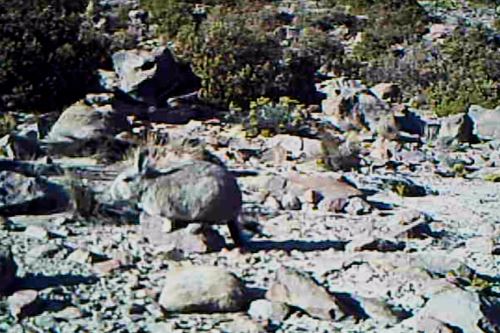 La vizcacha ('Lagidium viscacia') es una de las especies que comparte hábitat con el suri en Puno.
