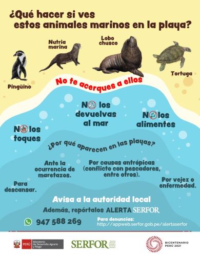 Animales marinos y recomendaciones