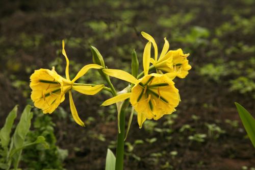Reinas de la vegetación nacional: conoce flores emblemáticas que  identifican al Perú | Noticias | Agencia Peruana de Noticias Andina