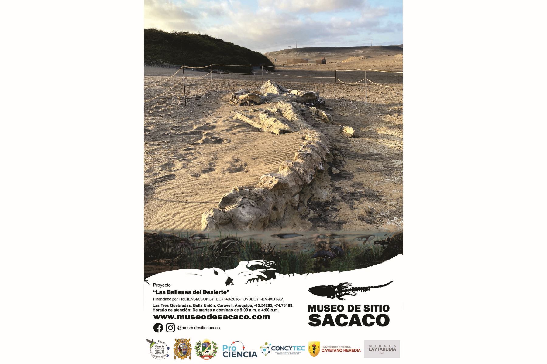 Ballena del conchal; recorrido por el sitio paleontológico de Sacaco.