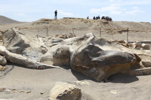 A 546 kilómetros al sur de Lima, en el desierto del norte arequipeño, los visitantes pueden recorrer el yacimiento con esqueletos fósiles de ballenas.