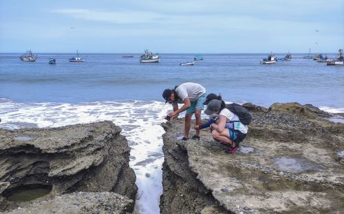 En Cancas, Tumbes, los estudiantes revisan la diversidad de especies que habitan en la zona del intermareal costero.