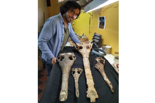 La investigación del paleontólogo peruano Rodolfo Salas-Gismondi revela que los cocodrilianos eran residentes habituales de las costas del mundo hasta hace unos 5 millones de años.