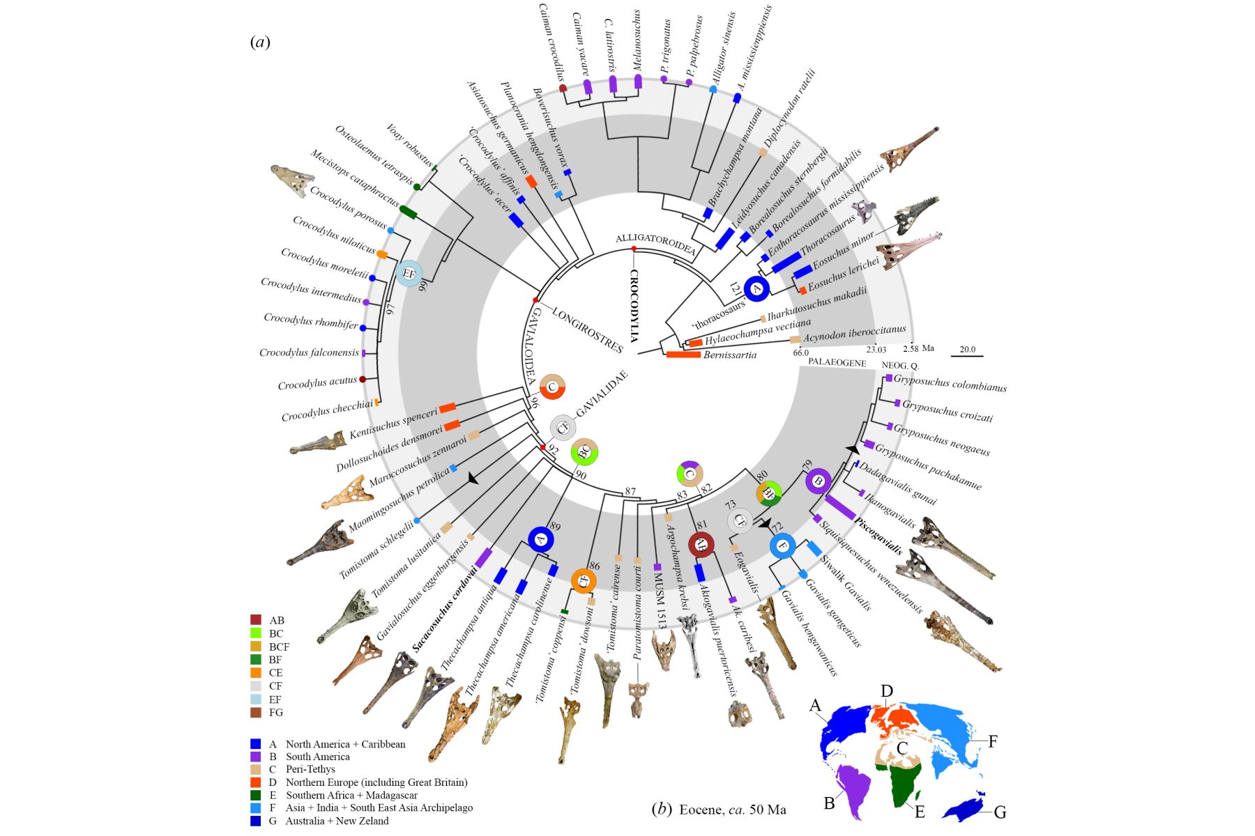 Evolución de los cocodrilianos marinos en el mundo.