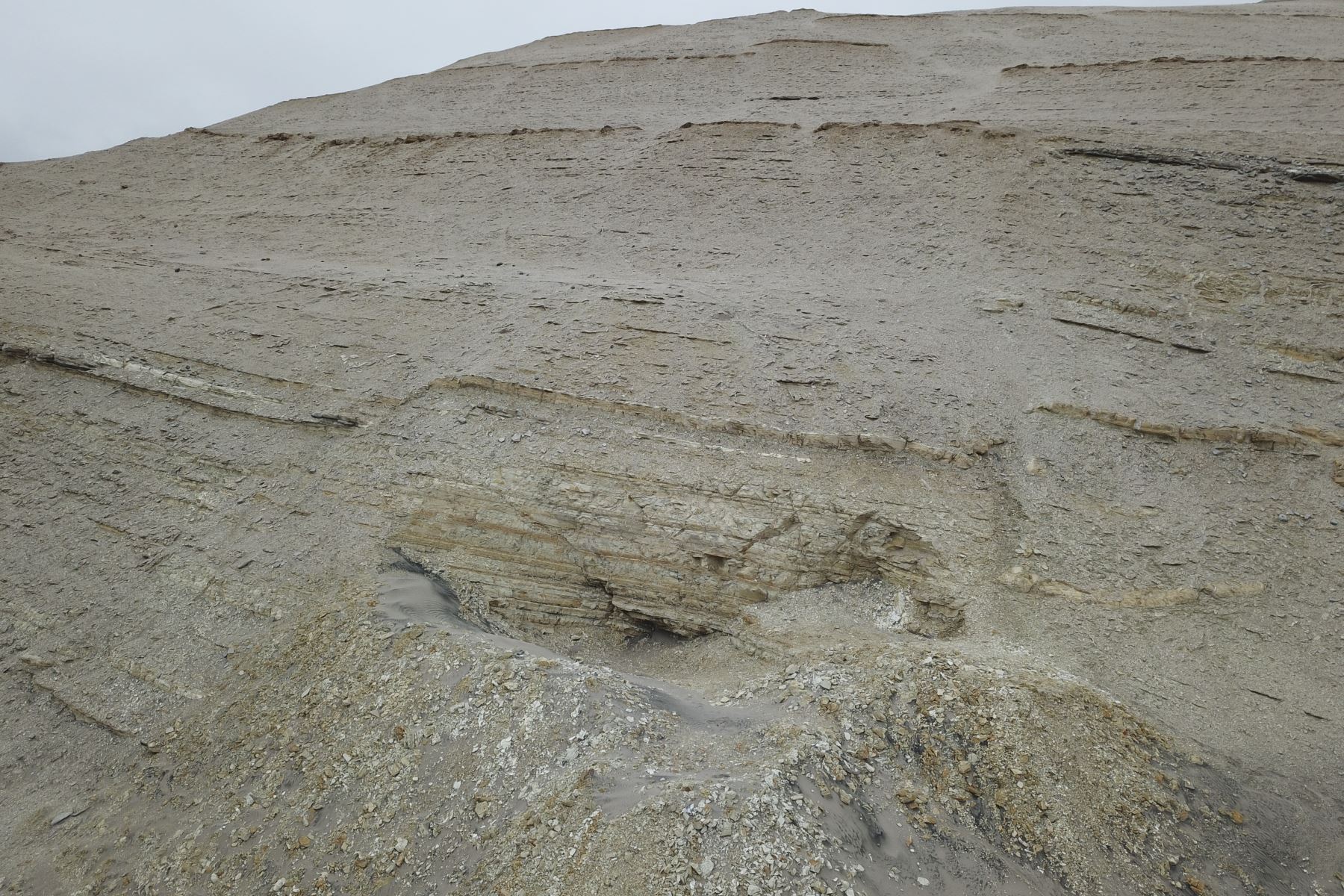 Excavación de campo en la provincia de Ica, región Ica, en el sur del Perú, donde se hallaron los restos del 'Perucetus colossus'.