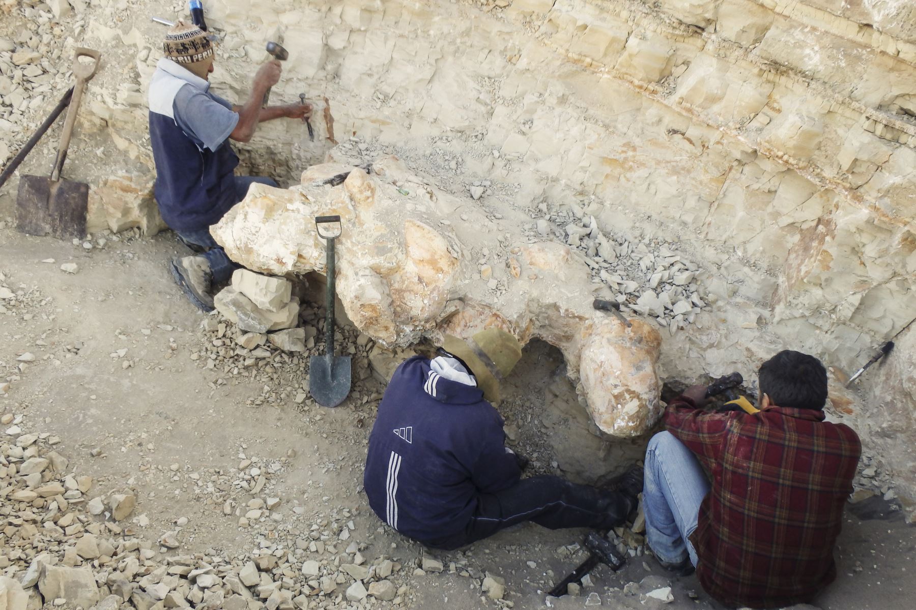 Ejemplar del 'Perucetus colossus' durante la excavación, en la región sureña de Ica.