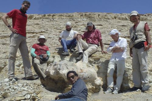 Parte del equipo de excavación en la zona de Samaca del desierto de Ocucaje, en la región sureña de Ica, del fósil de 'Perucetus colossus'. Foto: Giovanni Bianucci.