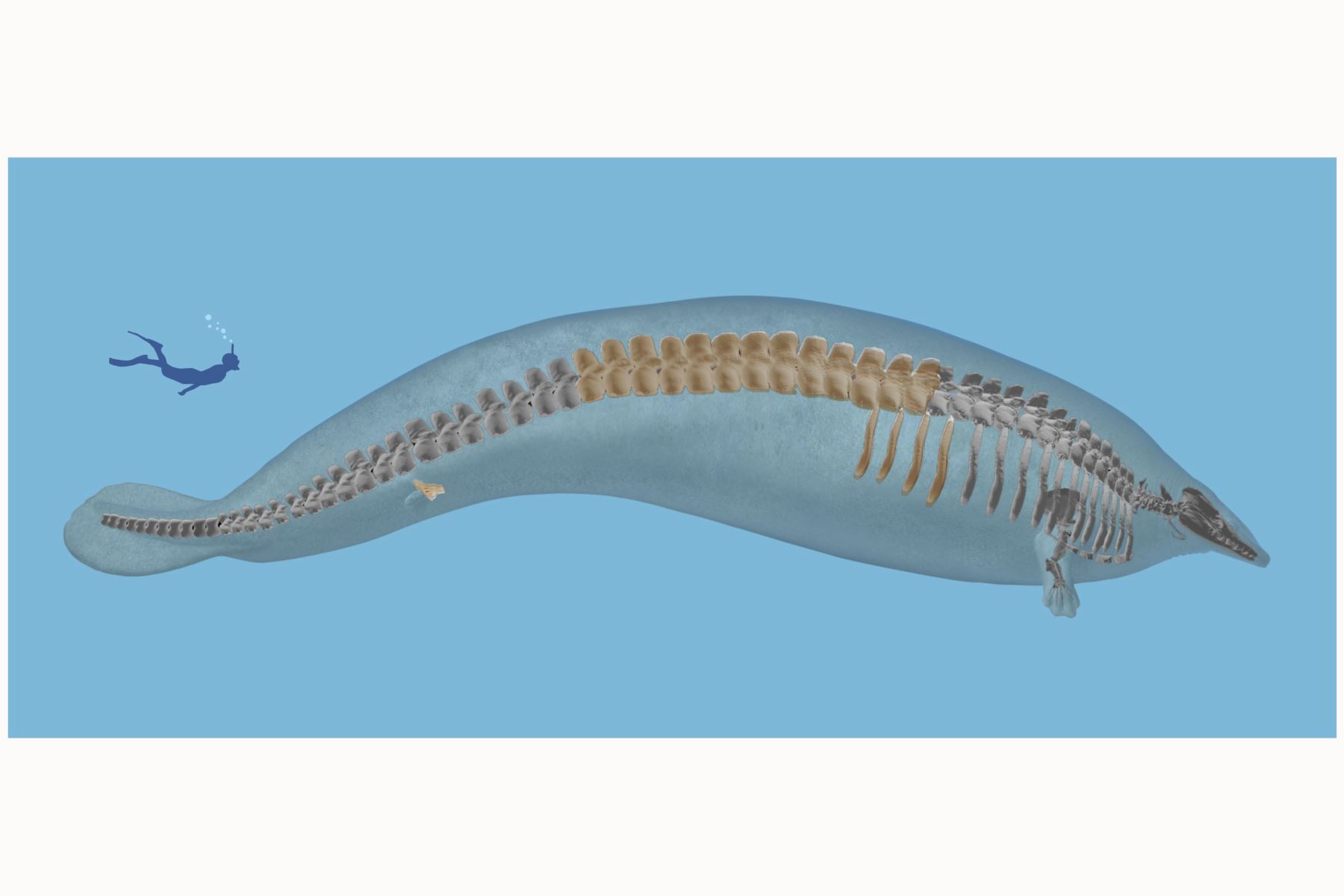 Reconstrucción del 'Perucetus colossus' y otro 'Basilosauridae' de aproximadamente la misma edad, 'Supayacetus muizoni'.