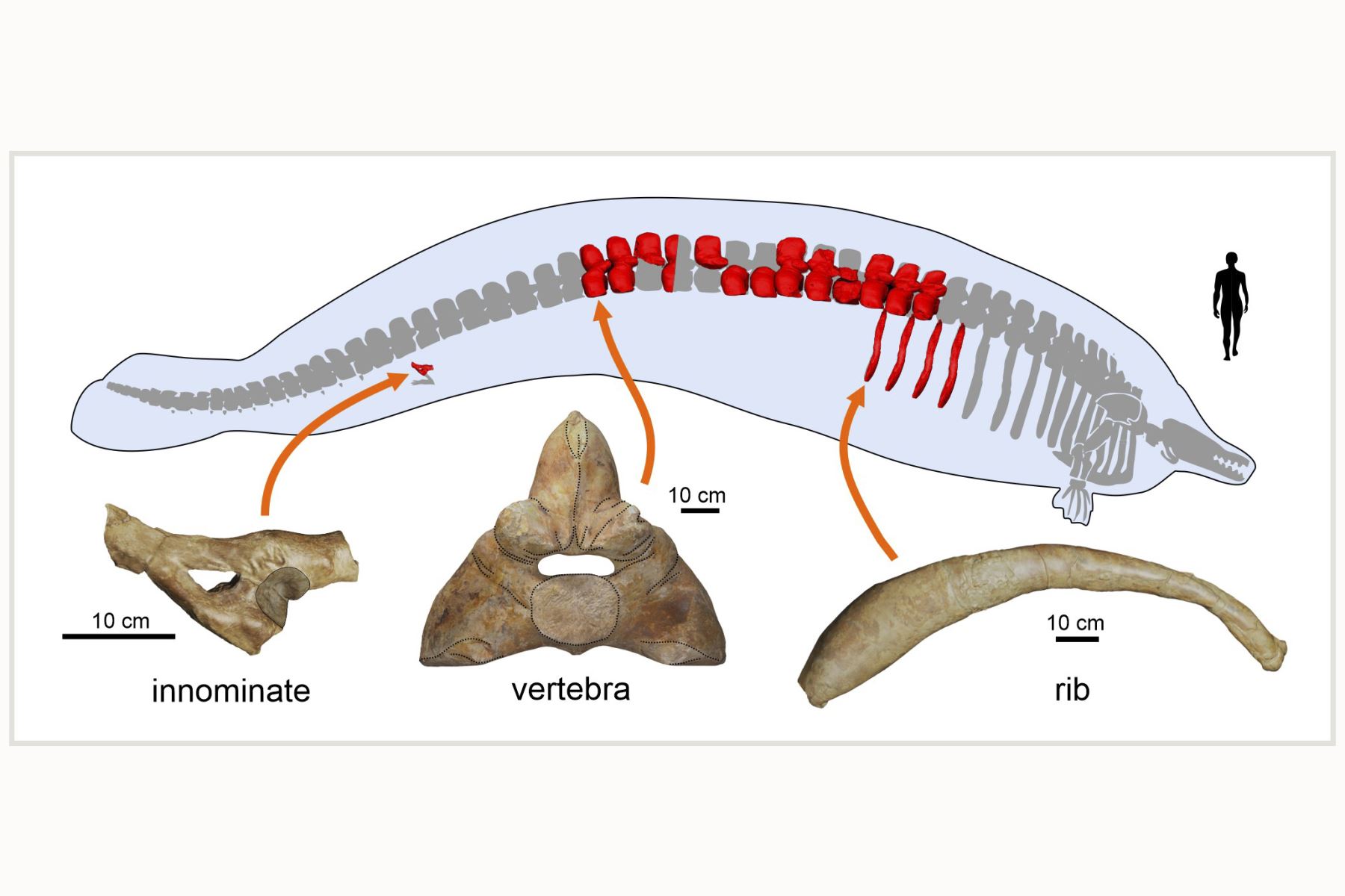 Huesos preservados del 'Perucetus colossus', hallado en el desierto de la provincia de Ica.