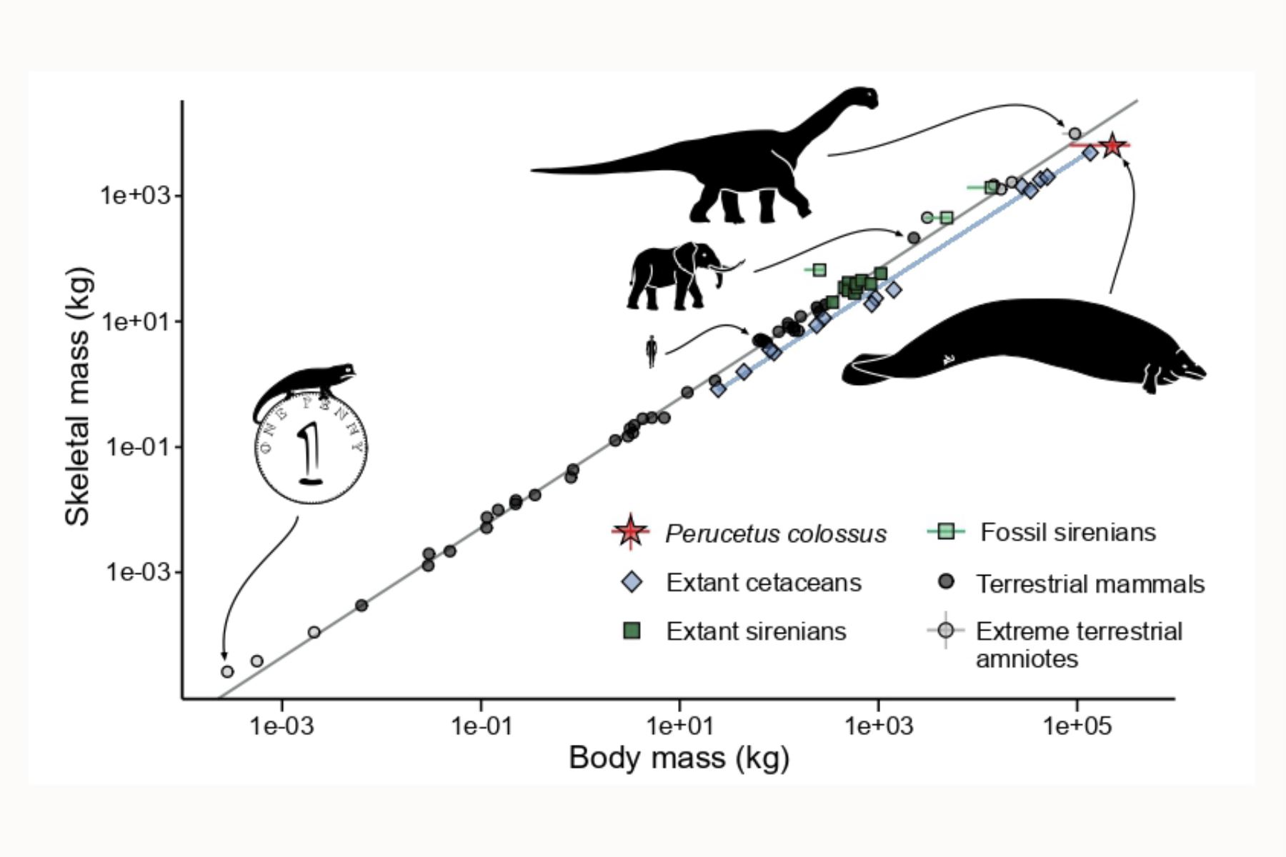 Rango de masa corporal total y masa esquelética entre amniotas (mamíferos y reptiles, incluidas las aves).