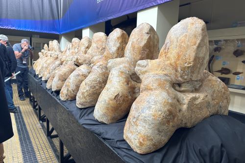 El fósil de 'Perucetus colossus' es exhibido en el Museo de Historia Natural de la Universidad Nacional Mayor de San Marcos.