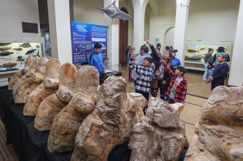 Fósiles de 'Perucetus colossus' se exhiben en el Museo de Historia Natural de la San Marcos.