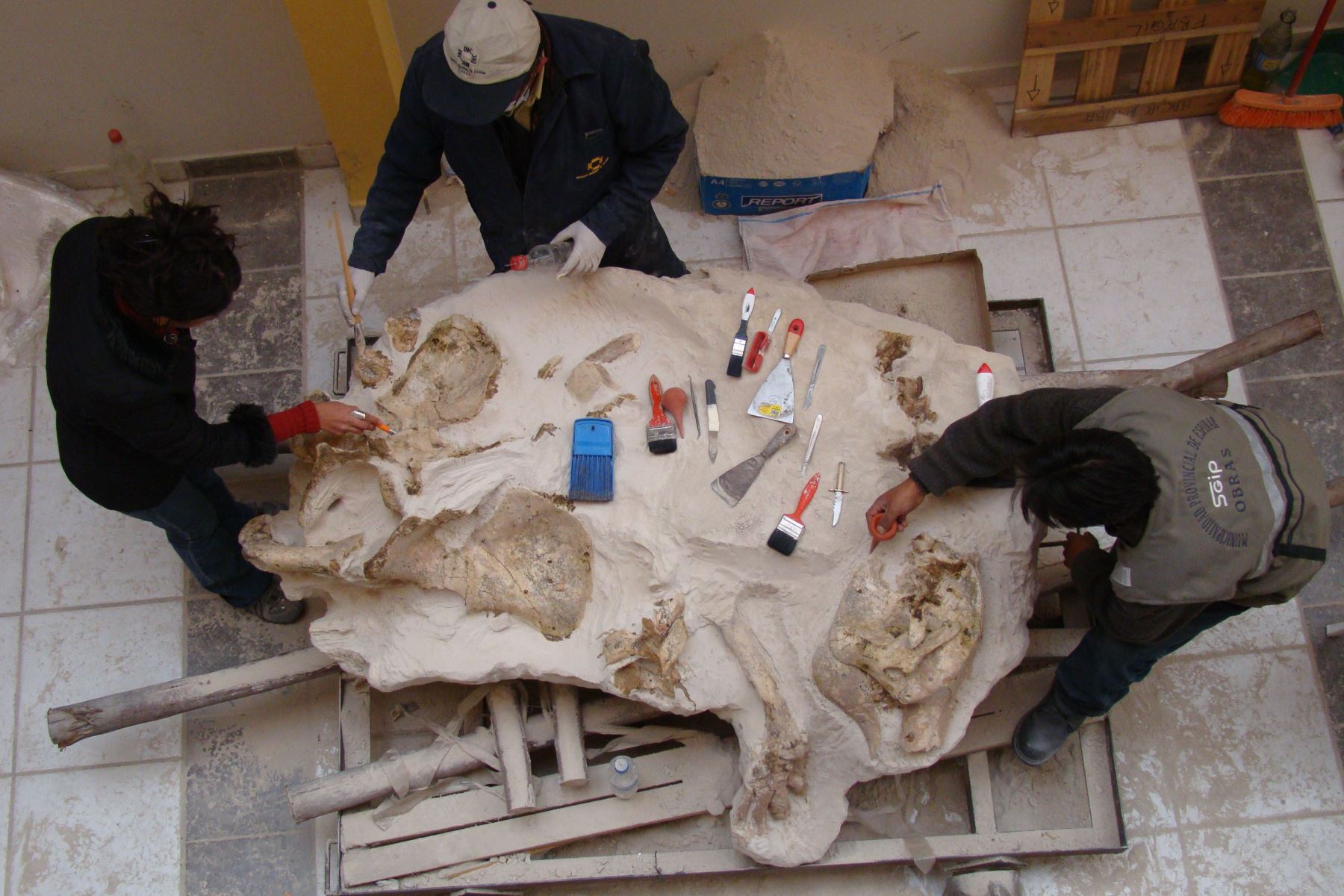 Preparación de fósil de 'Megatheriops prep.', hallado en Yauri, Espinar.