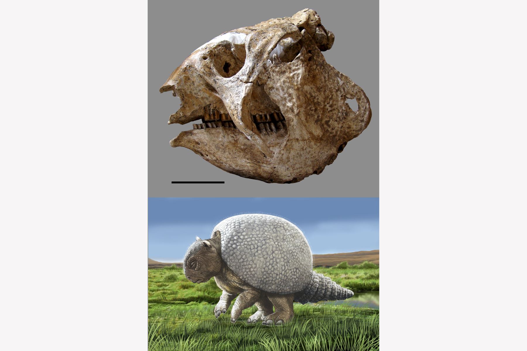 Reconstrucción de 'Andinoglyptodon mollohuancai', mamífero extinto de más de 100 kilos que vivió en Yauri, Espinar, hace 5 millones de años.