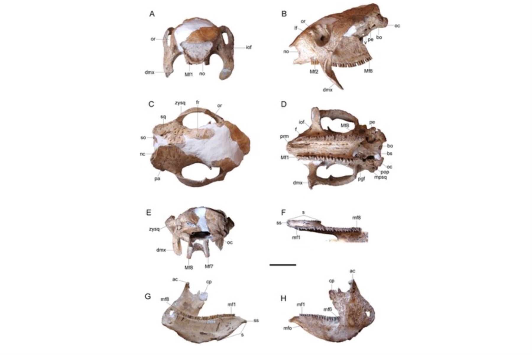 'Andinoglyptodon mollohuancai'. Cráneo en A, vista anterior; B, vista lateral izquierda; C, vista dorsal; D, vista oclusal; E, vista posterior. Mandíbula izquierda en F, vista oclusal; G, vista medial; H, vista lateral.