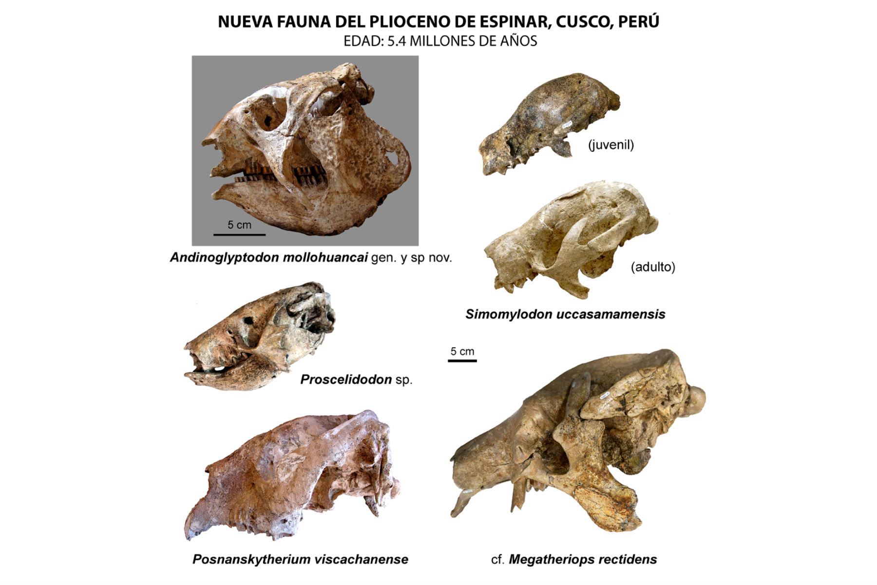 Cráneos de las cinco especies halladas en Yauri, Espinar, en perfecto estado de preservación.