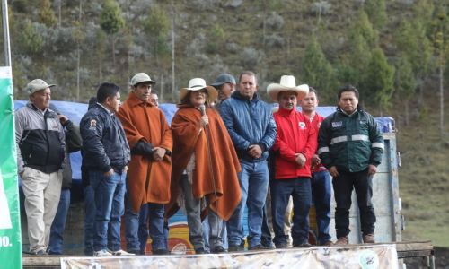 Cajamarca: impulsan repoblamiento de vicuñas en comunidades de la provincia  de Cajabamba | Noticias | Agencia Peruana de Noticias Andina