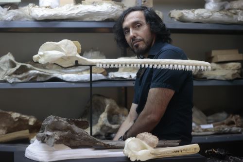 El paleontólogo Rodolfo Salas-Gismondi en uno de sus hábitats preferidos: el Departamento de Paleontología de Vertebrados del Museo de Historia Natural de la San Marcos.