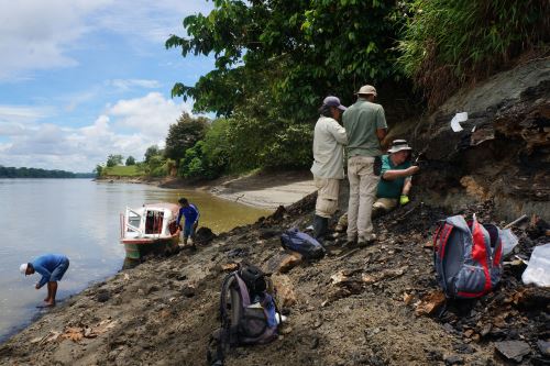 Trabajo de campo en los afloramientos del Mioceno medio (16-13 millones de años) en el río Napo. Nótese el nivel bajo del río que permite el acceso a los bancos con fósiles. Crédito: Rodolfo Salas-Gismondi.