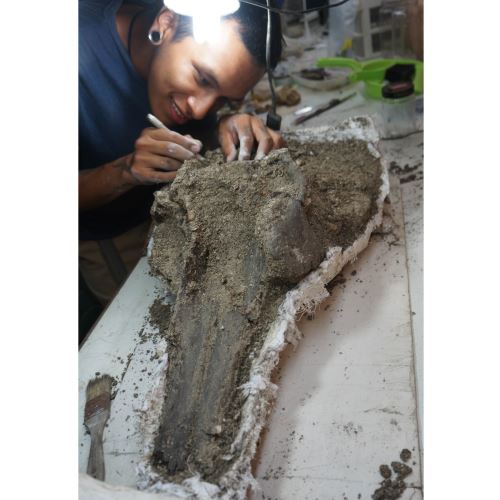 El paleontólogo Aldo Benites-Palomino mientras preparaba el cráneo holotipo de 'Pebanista yacuruna' en el Museo de Historia Natural de Lima. Crédito: Rodolfo Salas-Gismondi.