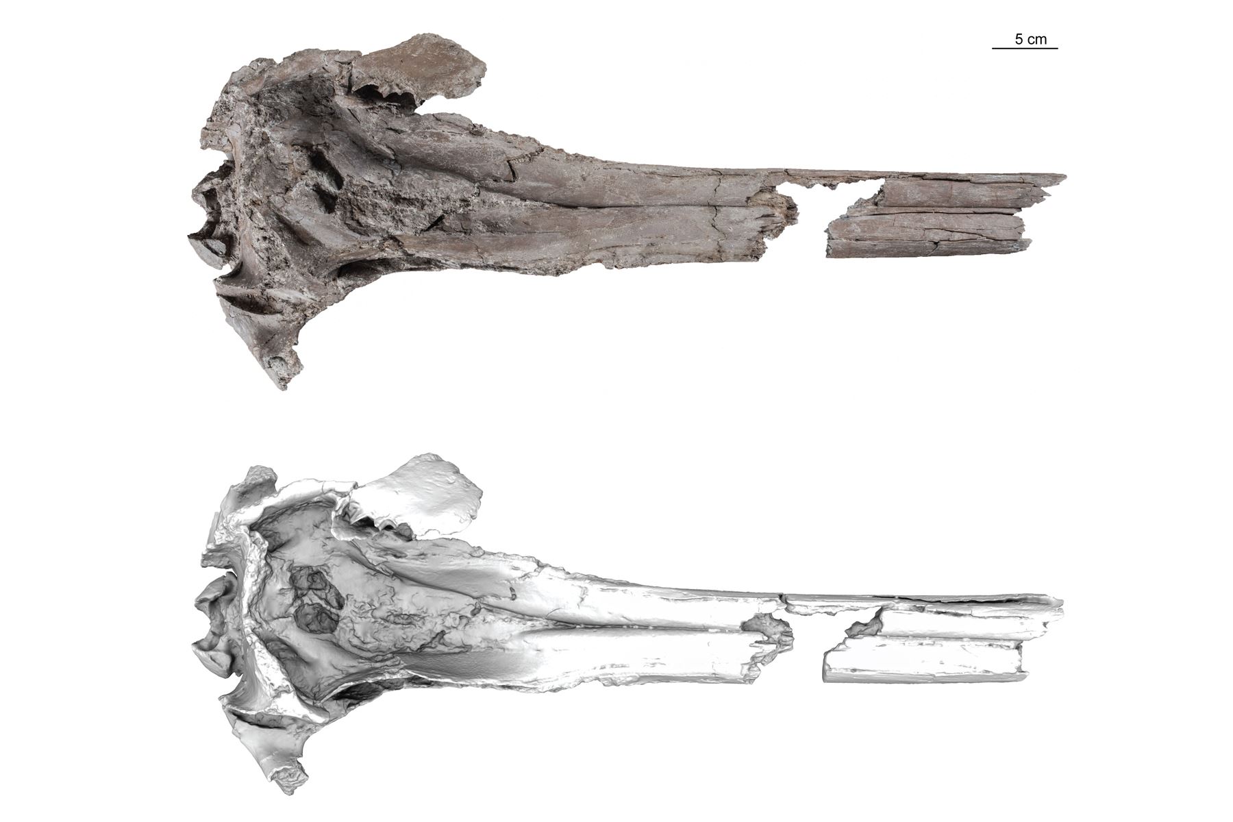 Espécimen tipo (holotipo) de 'Pebanista yacuruna', que incluye una foto del espécimen y un modelo de superficie 3D en vista dorsal. Crédito: Aldo Benites-Palomino.