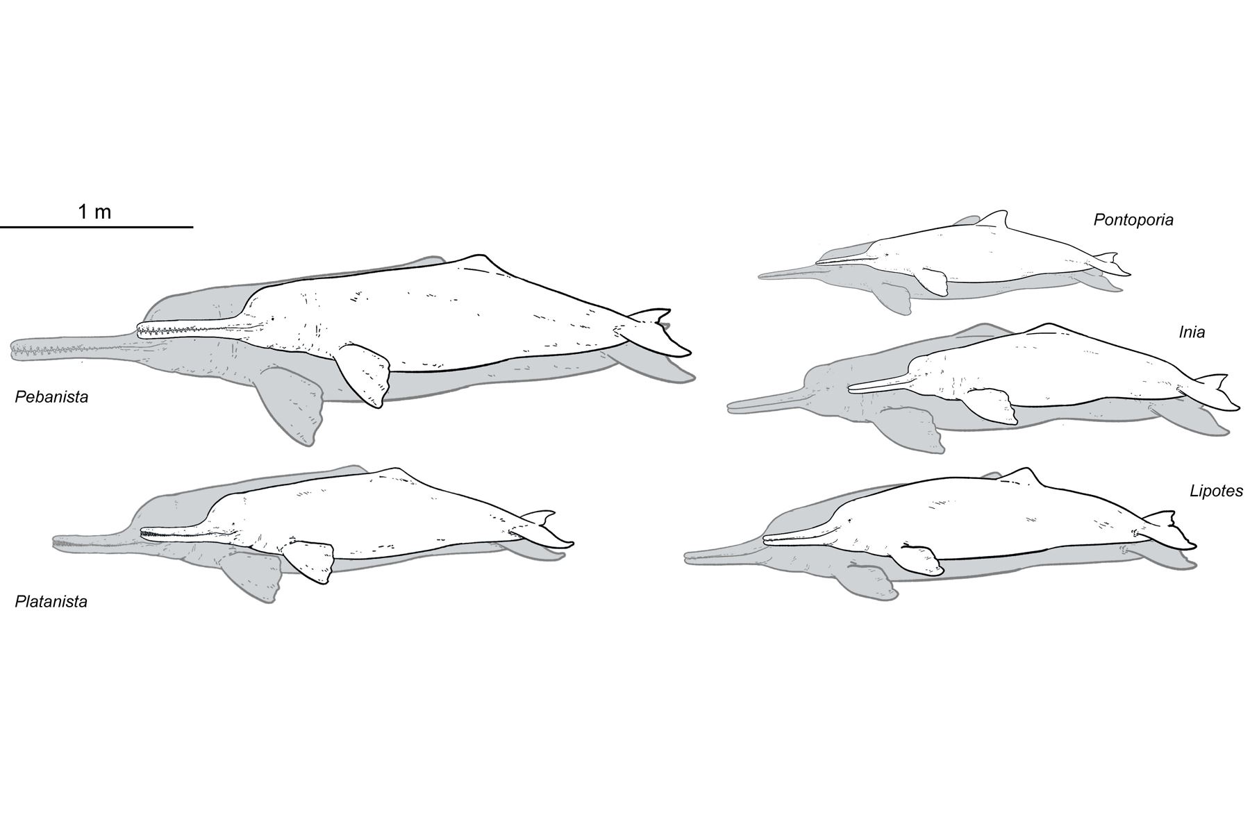 Comparación de tamaños de diferentes delfines de río, que incluyen al 'Pebanista yacuruna', 'Platanista gangetica', 'Pontoporia blainvillei', 'Inia geoffrensis' y 'Lipotes vexillifer'. Los dibujos con un relleno blanco denotan los tamaños mínimos reconstruidos o registrados, y los dibujos con relleno gris representan los tamaños máximos reconstruidos/registrados. Crédito: Jaime Bran y Aldo Benites-Palomino.