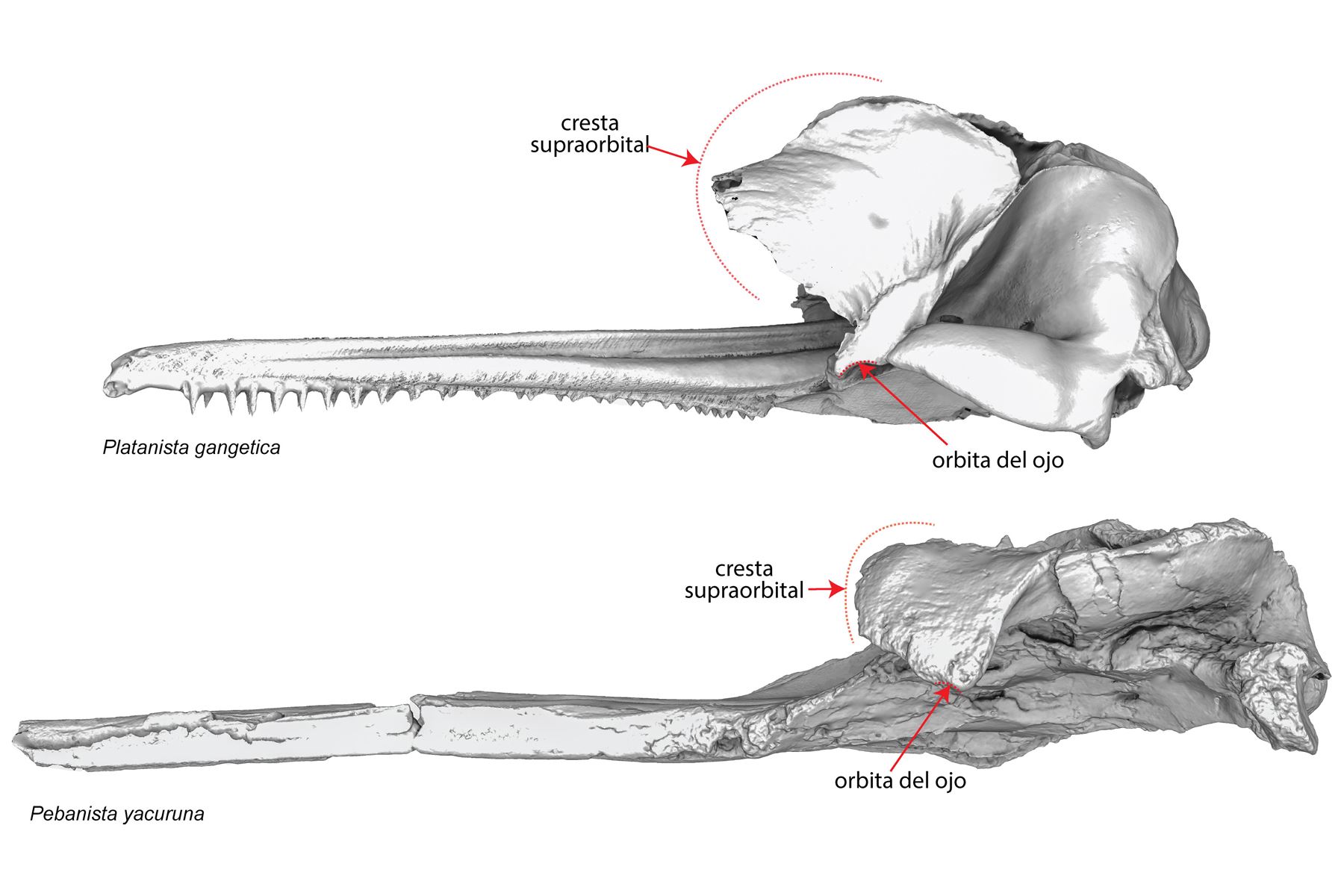 Comparaciones entre las principales características craneales de 'Platanista gangetica' y 'Pebanista yacuruna'; destacan las crestas supraorbitarias y la órbita ocular (los renders no están en escala).