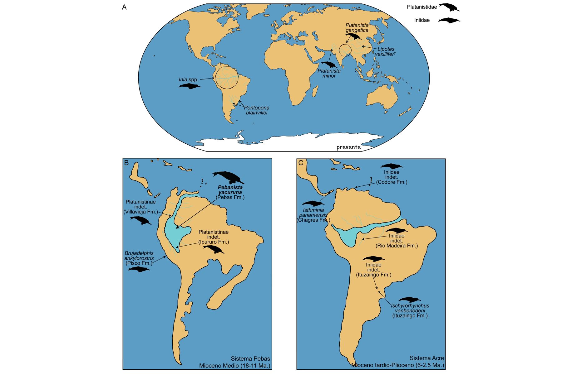 Comparación geográfica entre la diversidad pasada de los delfines de río en el contexto de América del Sur. Licencia Creative Commons a Science Advances, autor original autor: Aldo Benites-Palomino (Fig. 1 extraído del artículo).