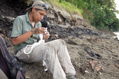 Paleontólogo peruano Aldo Benites-Palomino descubrió a 'Pebanista yacuruna', el delfín de río más grande de la historia, durante expedición al río Napo, en el 2018. Foto: Rodolfo Salas-Gismondi.