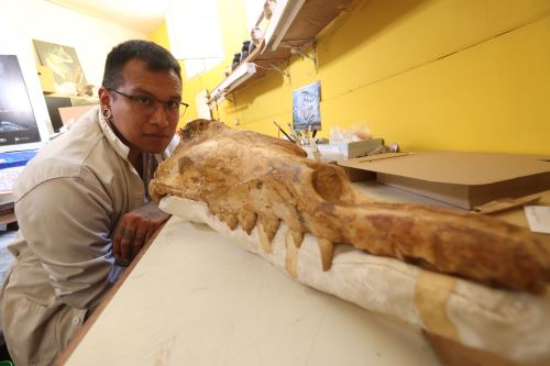 Aldo Benites-Palomino está próximo a concluir un doctorado en Biología Evolutiva en la Universidad de Zúrich, Suiza.