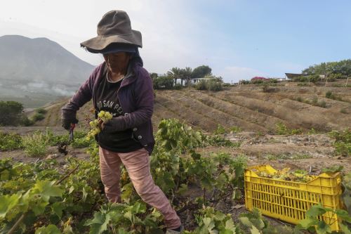 Cosecha de uvas pisqueras en el fundo de Natalina Gordillo y su esposo, Alberto Sommaruga, en Azpitia, Cañete.