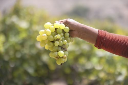 Uvas pisqueras, el corazón del pisco. Uvas pisqueras, el corazón del pisco.
