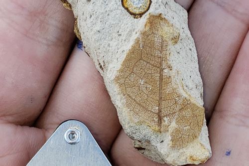 Hoja fósil de hace 8 millones de años (Mioceno tardío) del desierto de Sacaco, en la región Arequipa. Hoja fósil de hace 8 millones de años (Mioceno tardío) del desierto de Sacaco, en la región Arequipa.